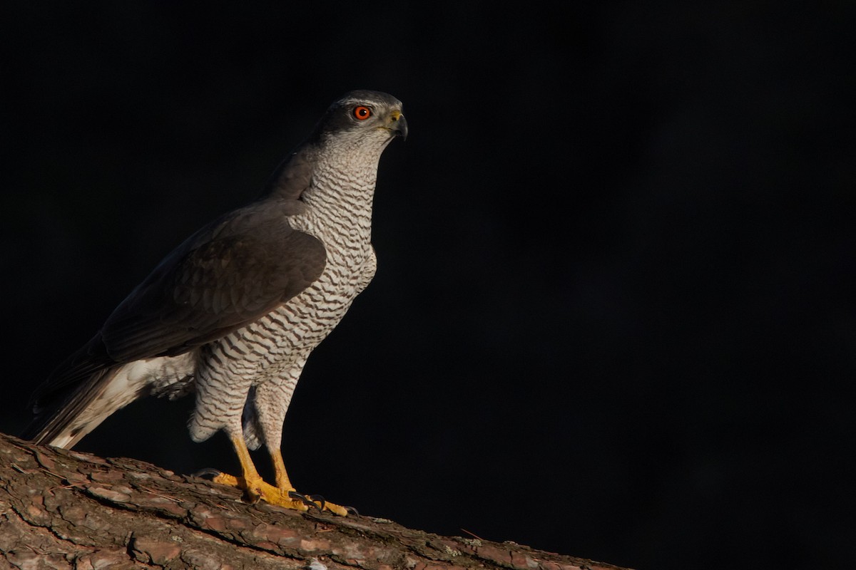 Eurasian Goshawk - ML647501921