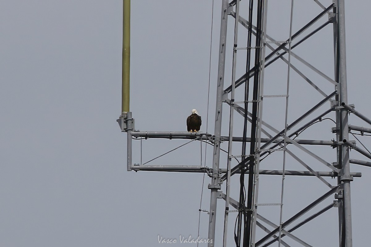 Bald Eagle - ML647501975