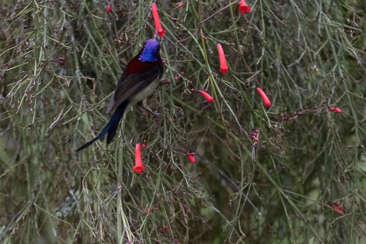 Траурная нектарница - ML647501976