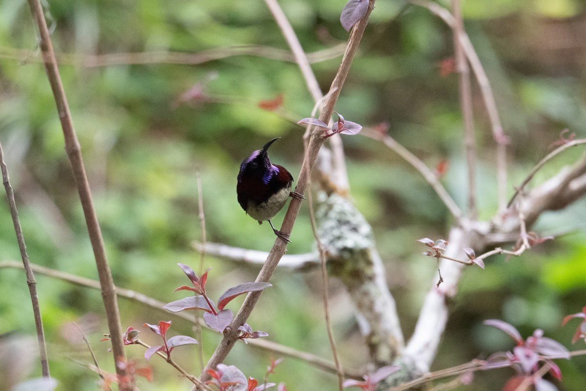 Траурная нектарница - ML647501981