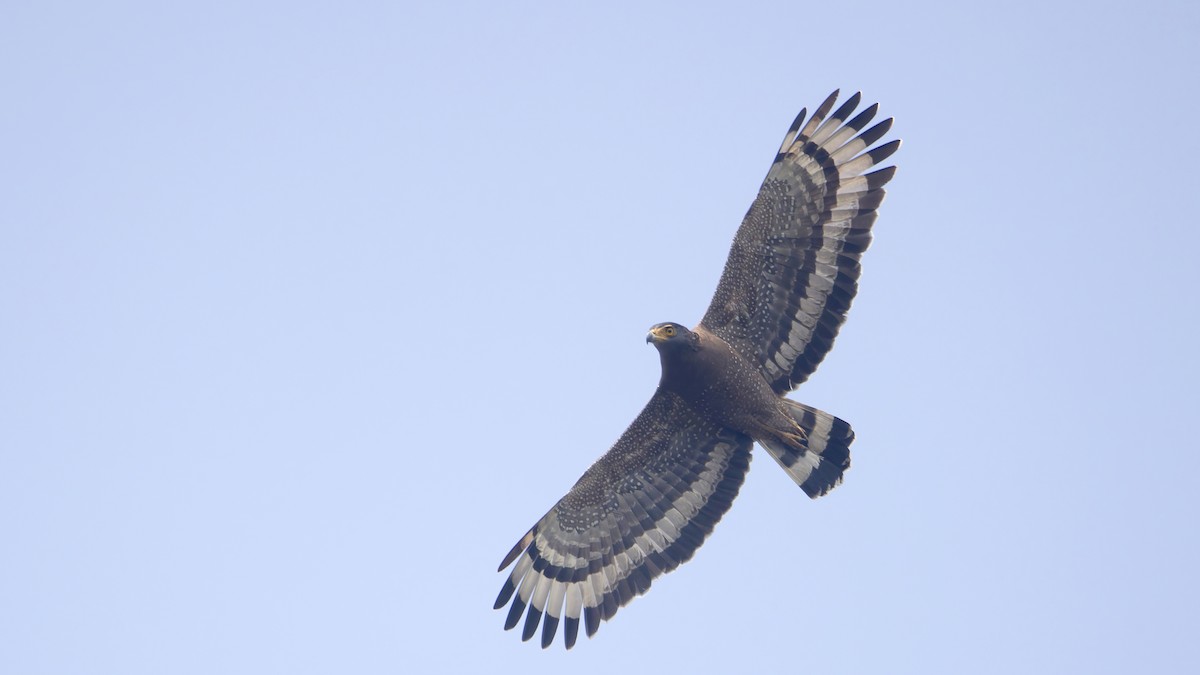 Culebrera Chiíla - ML647501983