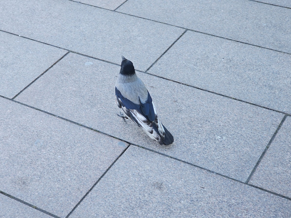 Leş Kargası - ML647501989