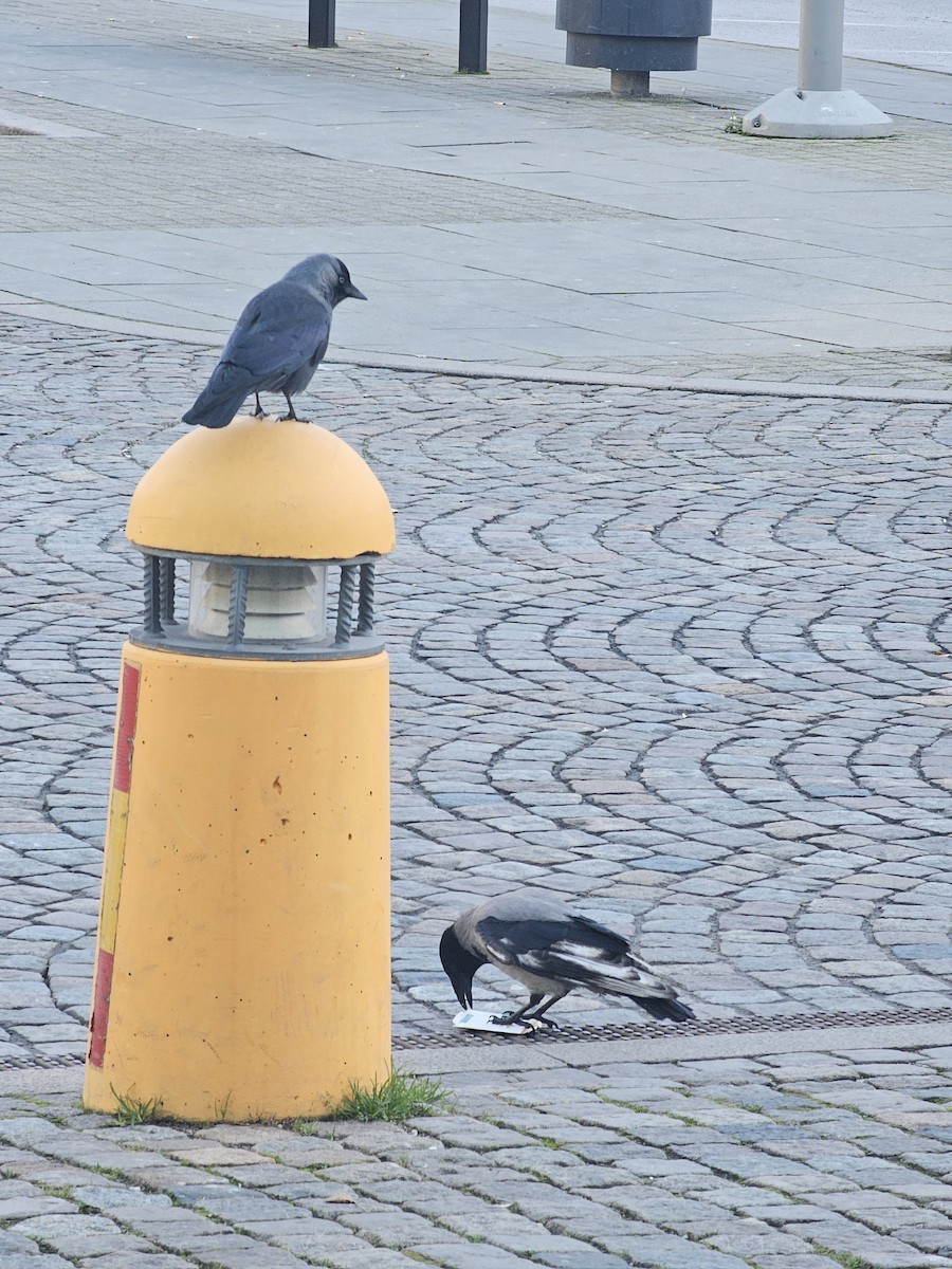 Leş Kargası - ML647501990