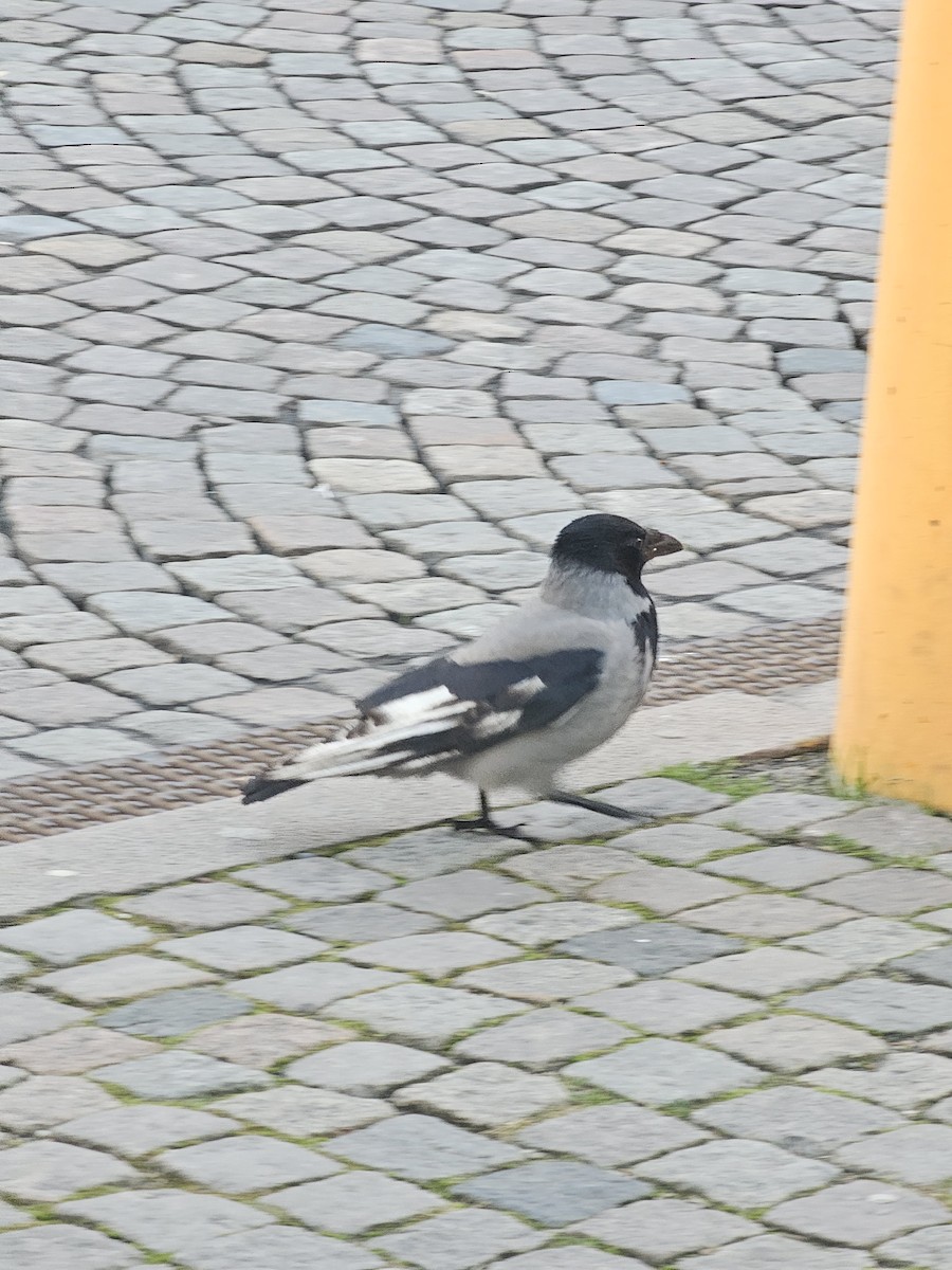 Leş Kargası - ML647501991