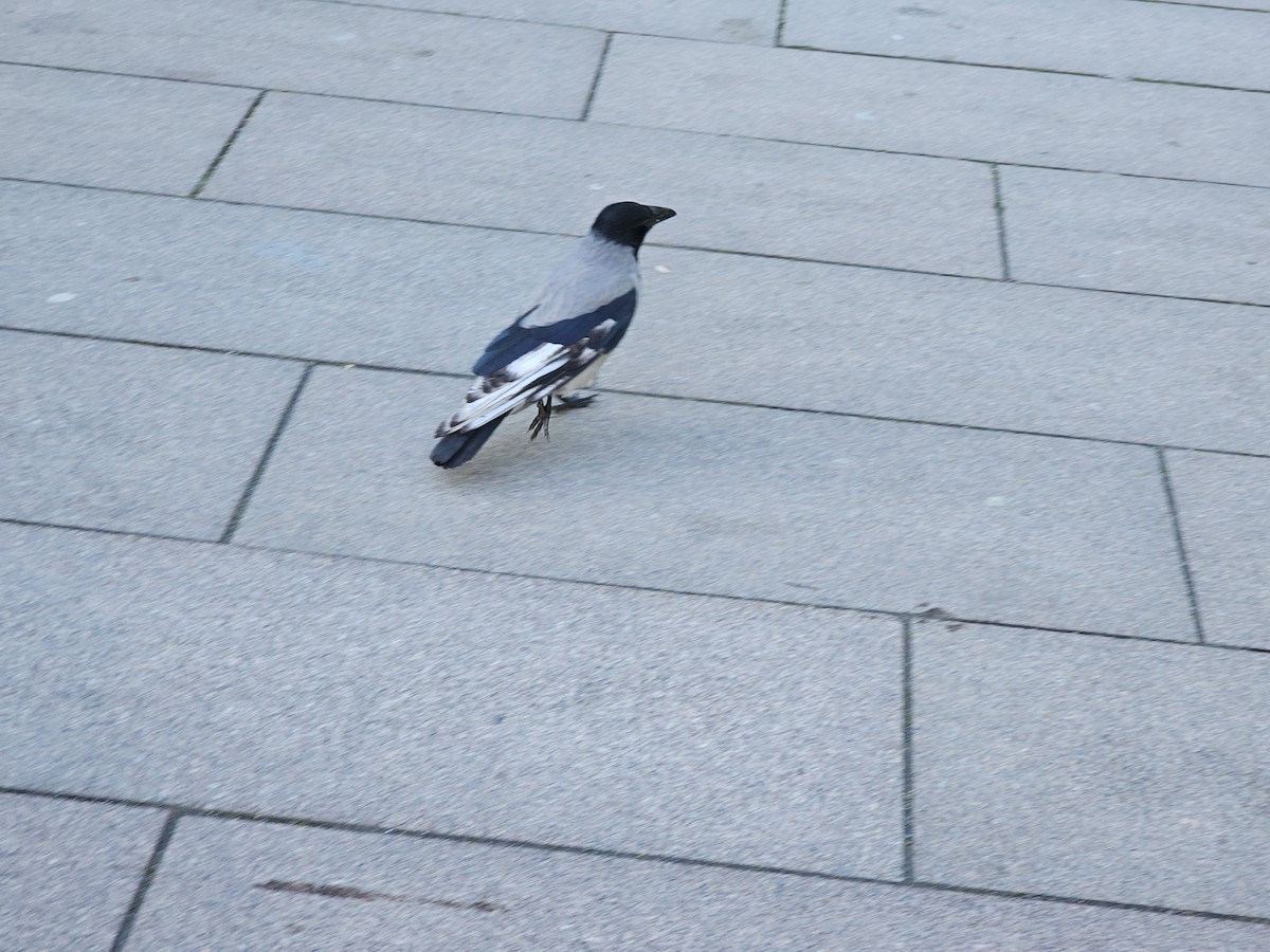 Leş Kargası - ML647501992