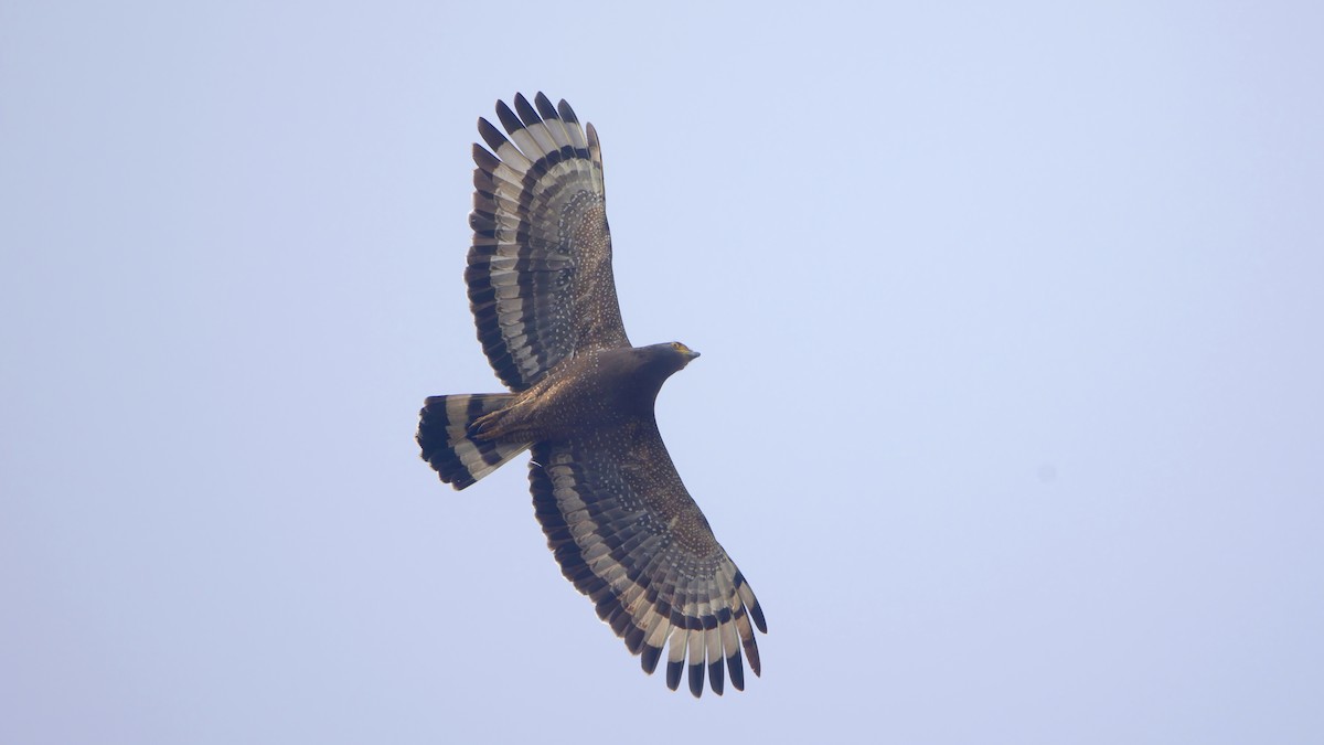 Culebrera Chiíla - ML647502022