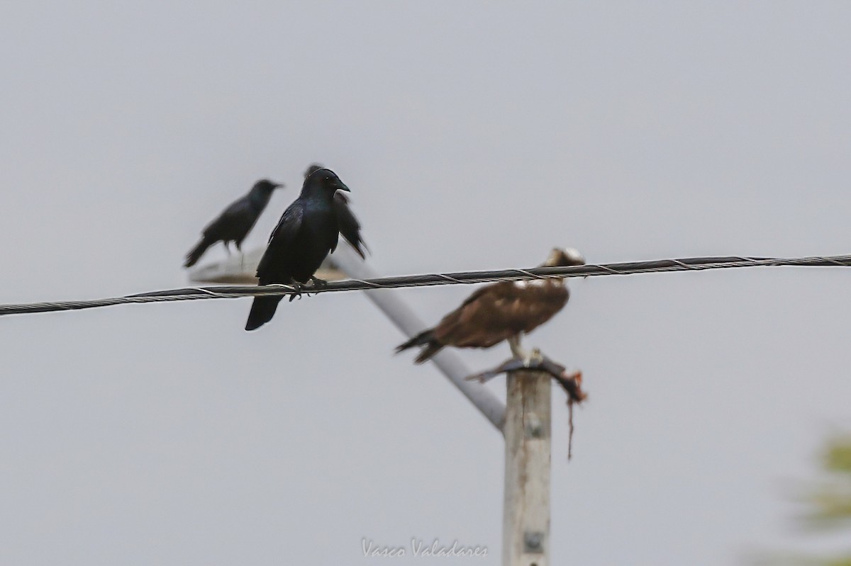 ウオガラス - ML647502026