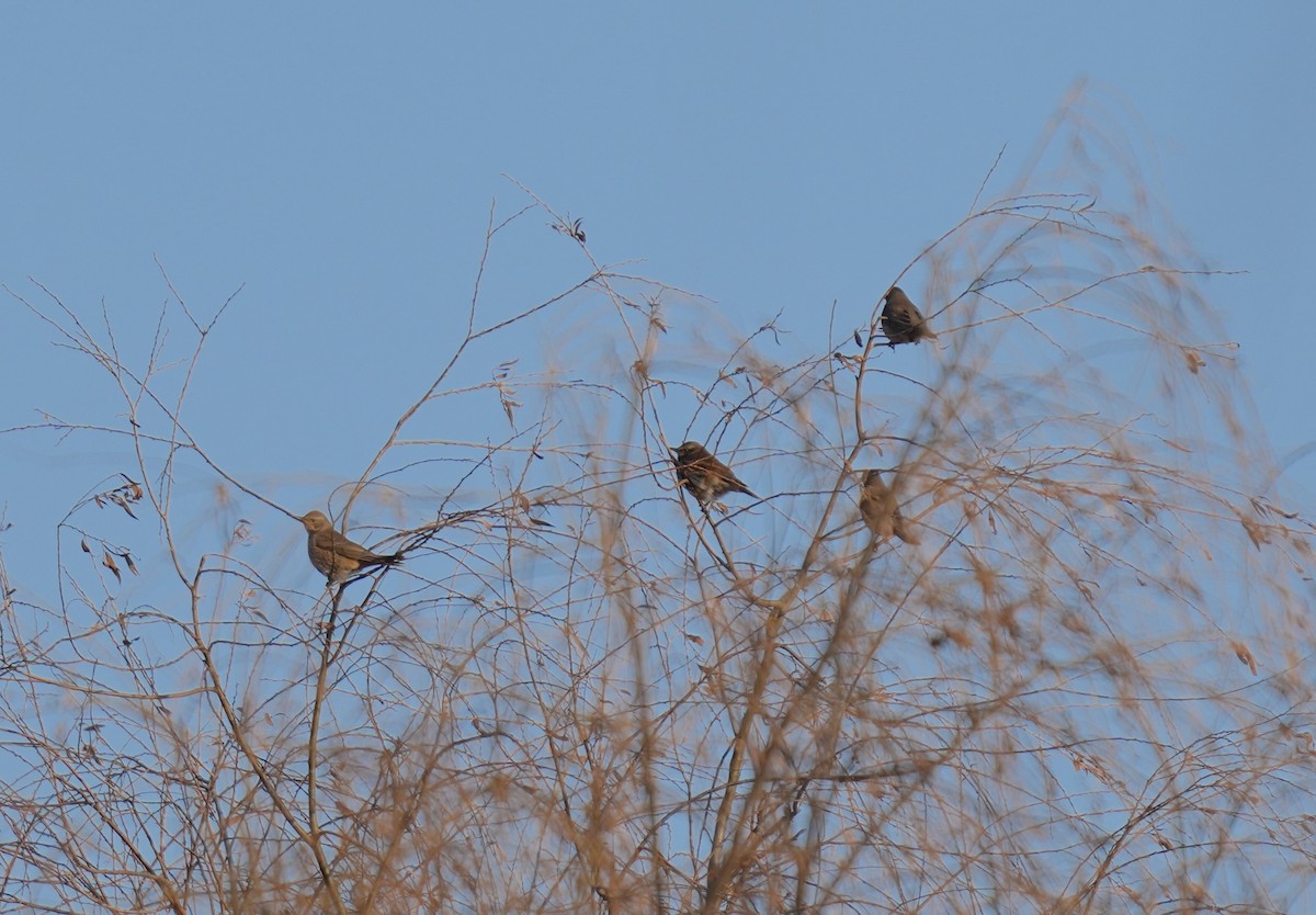 Naumann's Thrush - ML647502027