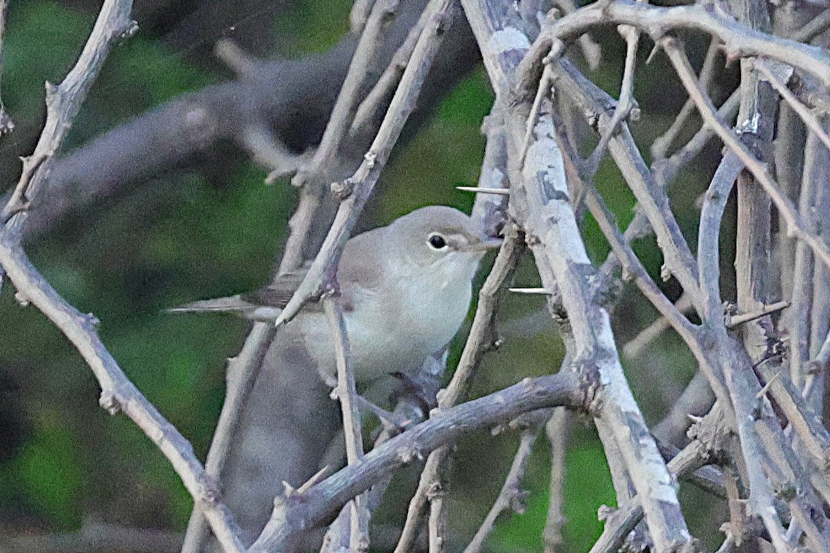 Western Olivaceous Warbler - ML647502037