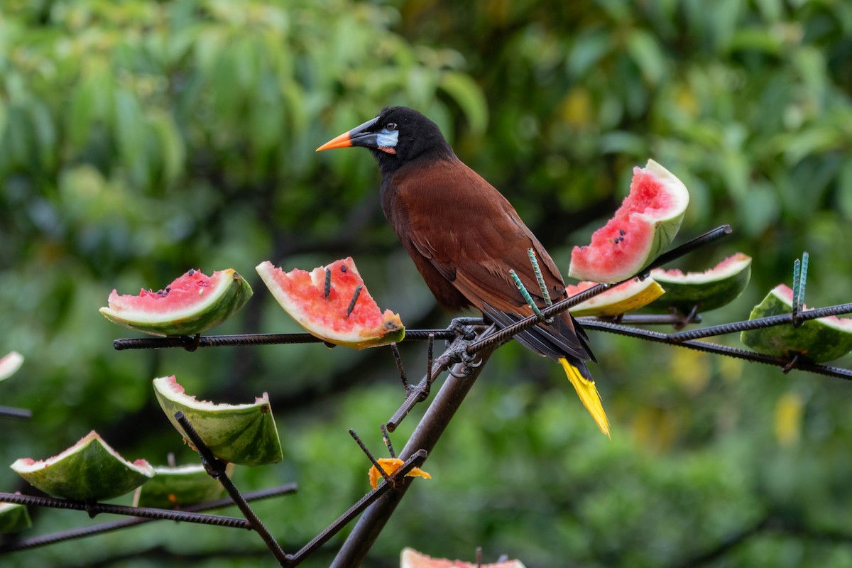 Montezuma Oropendola - ML647502044
