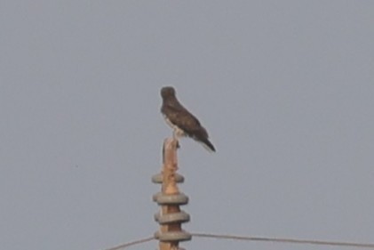 Beaudouin's Snake-Eagle - ML647502063