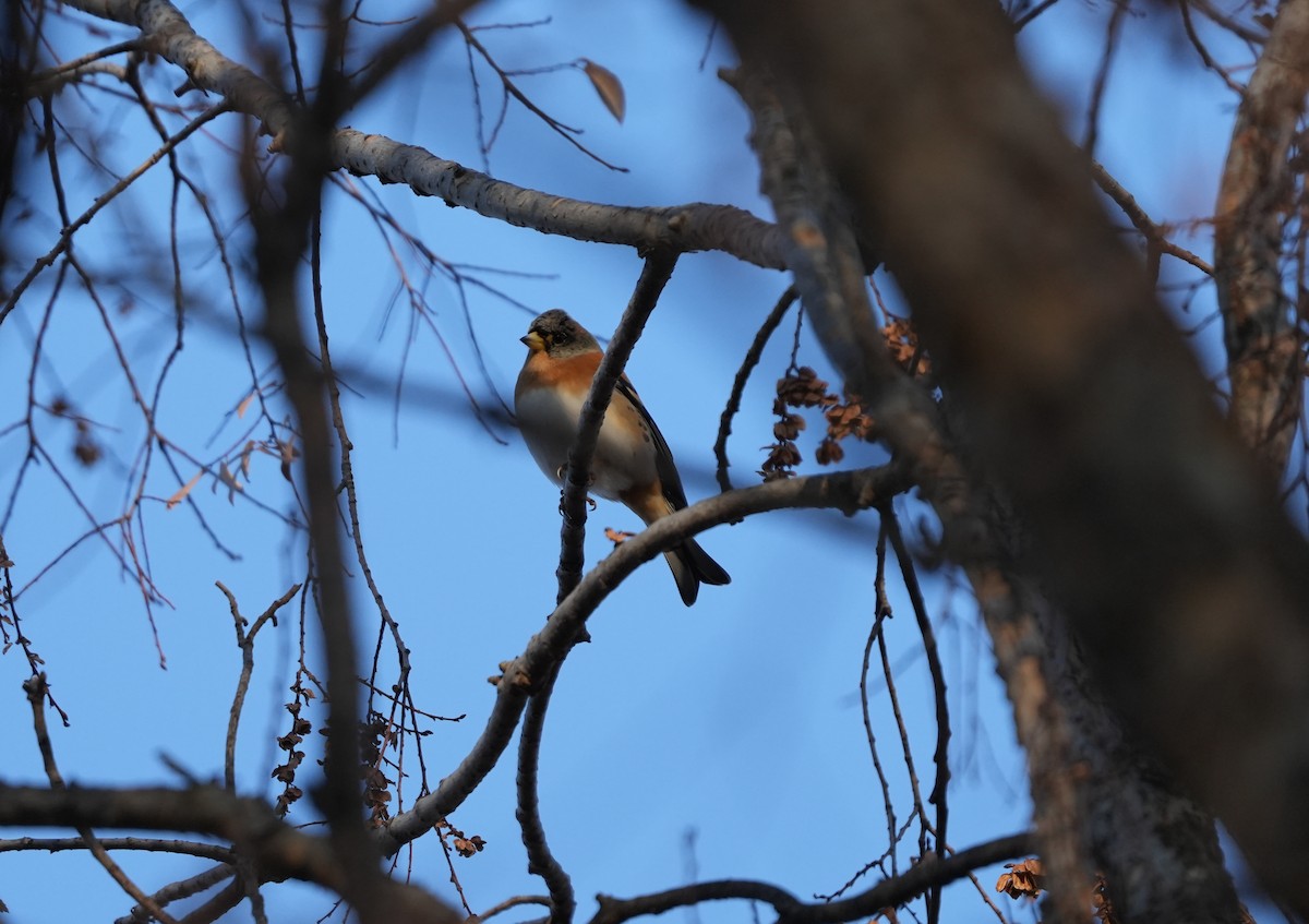 Brambling - ML647502082