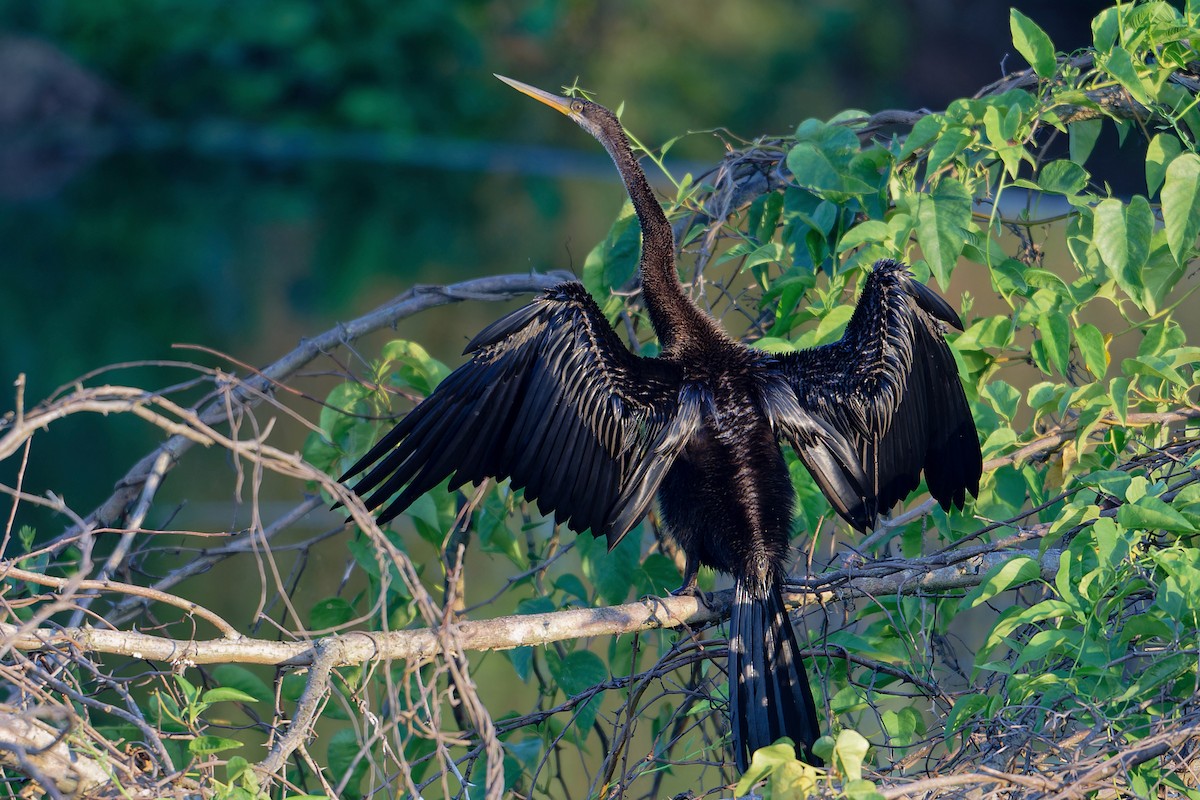 Doğu Yılanboyunu - ML647502086