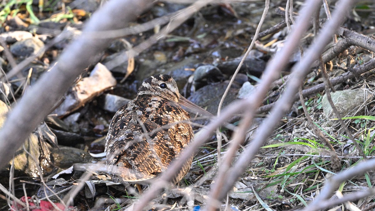 Oilagor eurasiarra - ML647502087