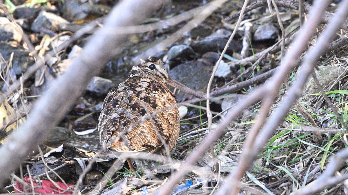 Oilagor eurasiarra - ML647502089