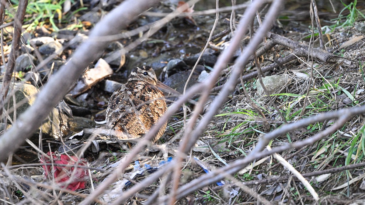 Oilagor eurasiarra - ML647502091