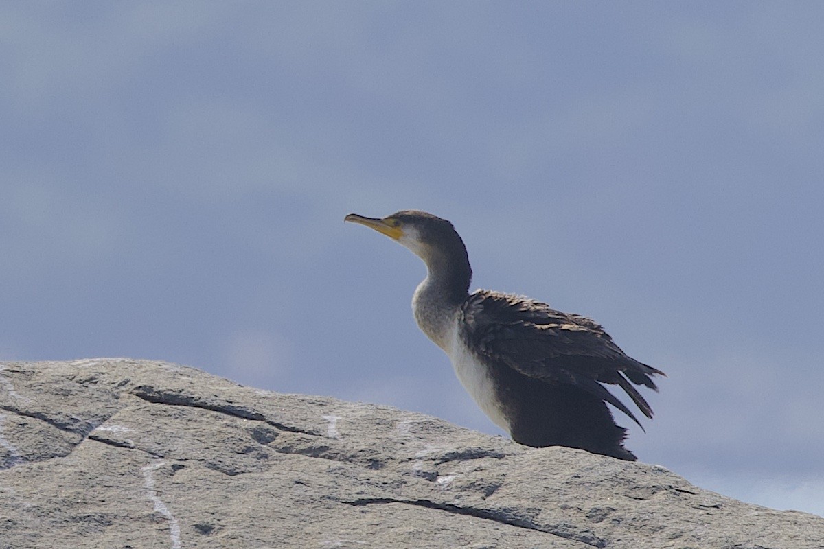 Japanese Cormorant - ML647502094