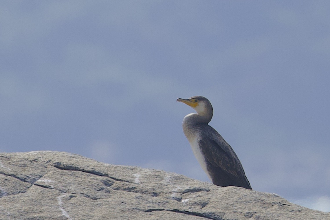Japanese Cormorant - ML647502095