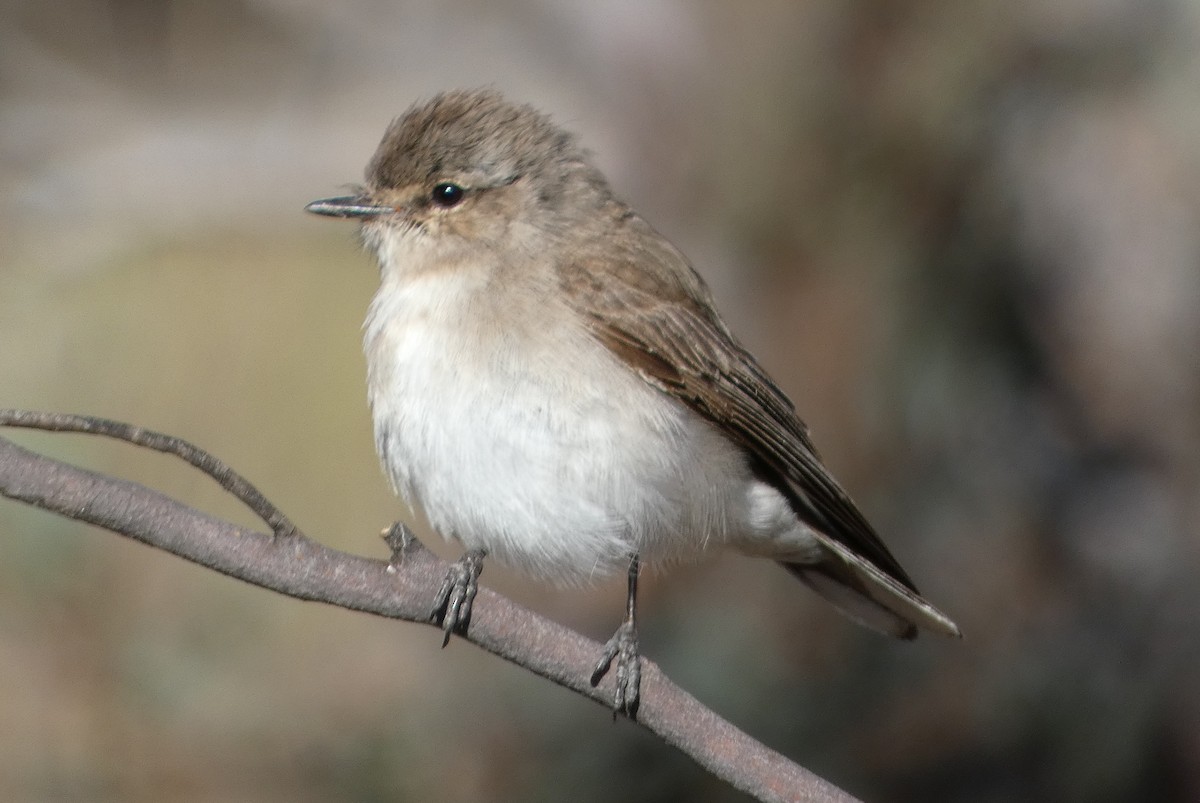 Avustalya Şakıcı Sinekkapanı - ML647502118