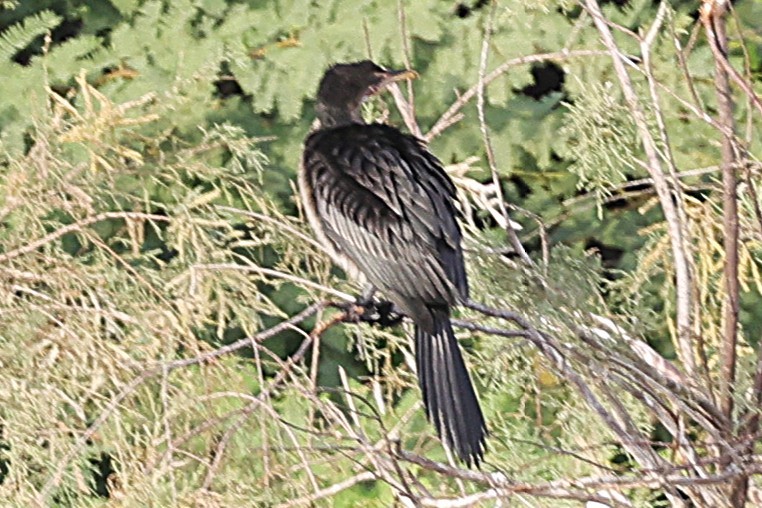 kormorán dlouhoocasý - ML647502129