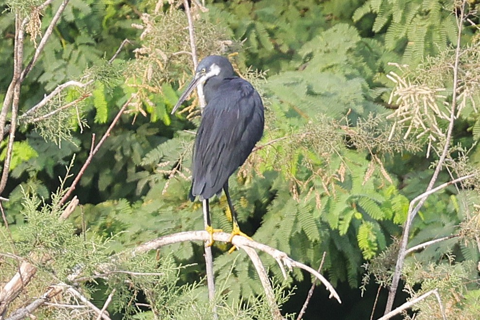 Western Reef-Heron - ML647502135