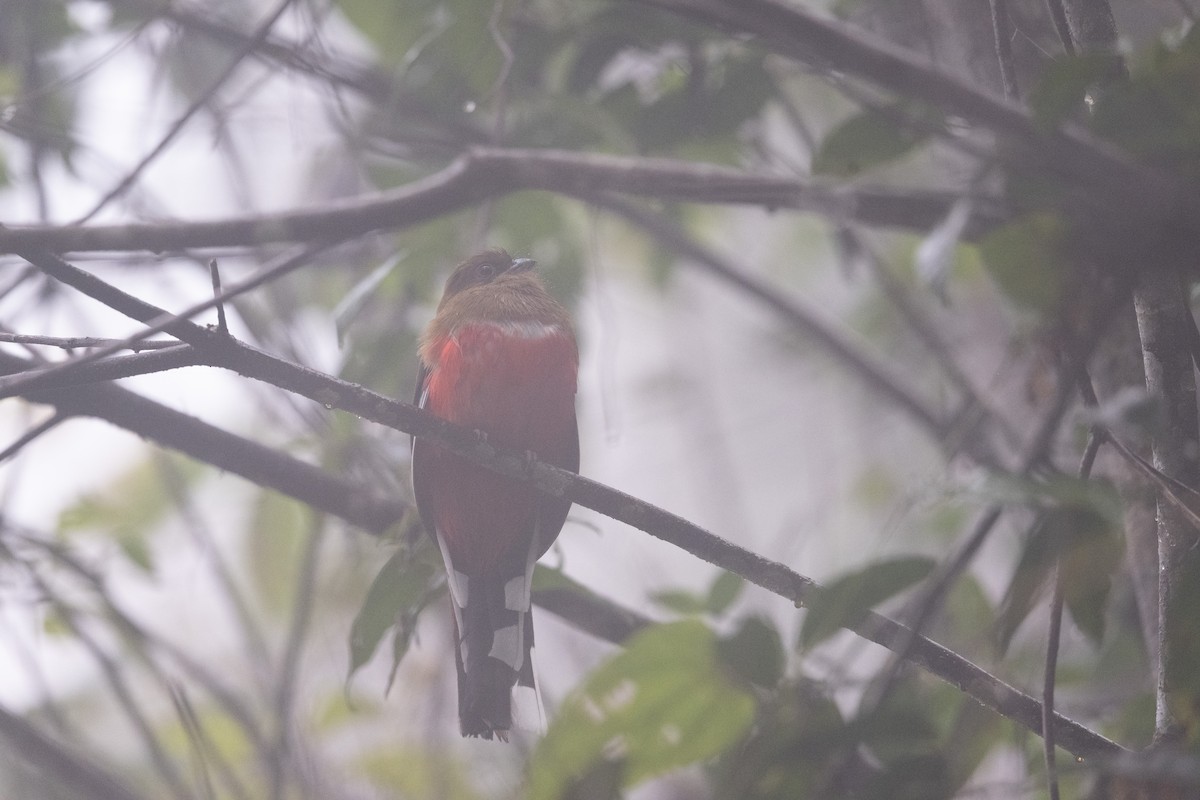 Трогон червоноголовий - ML647502137