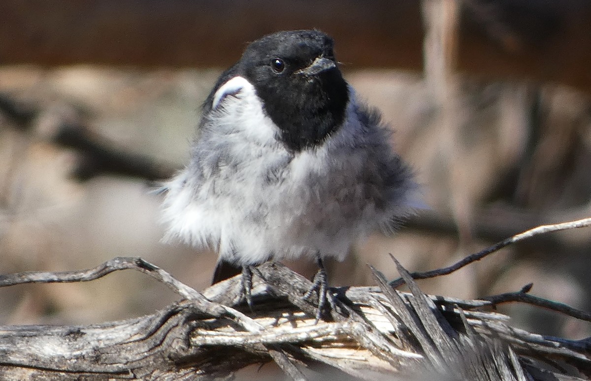 kutteflueskvett - ML647502143