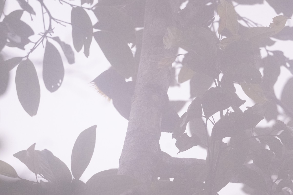 Lesser Yellownape - ML647502144