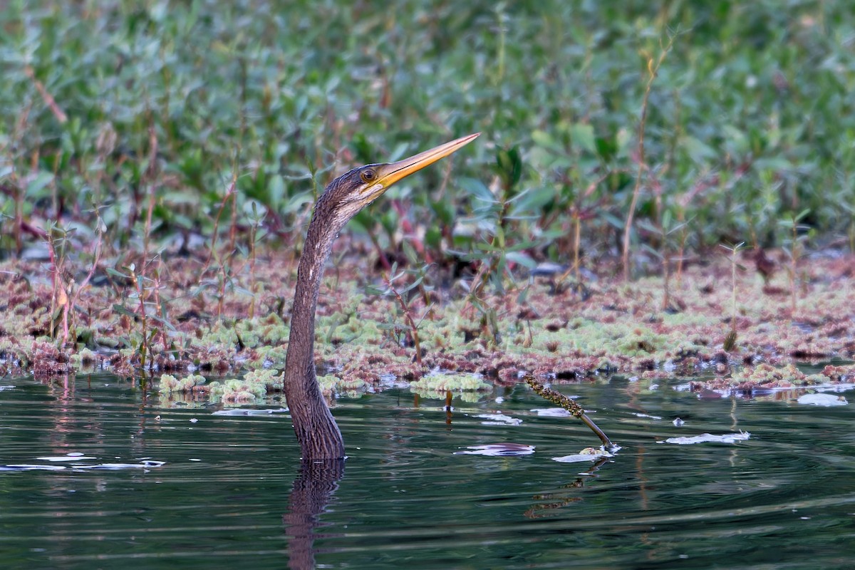 Doğu Yılanboyunu - ML647502204