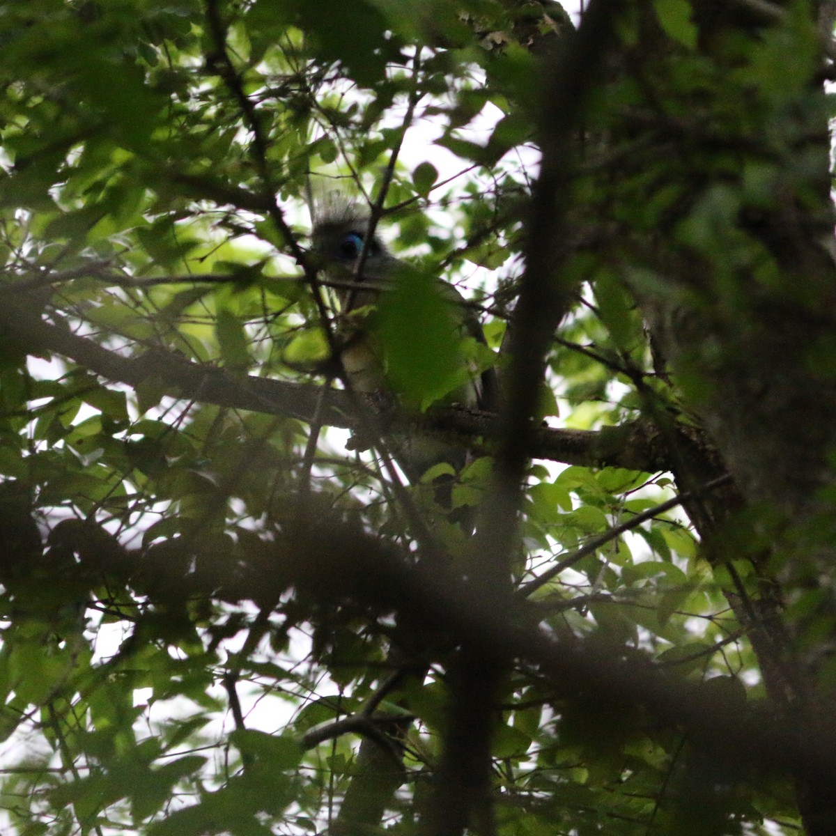 Crested Coua - ML647502232