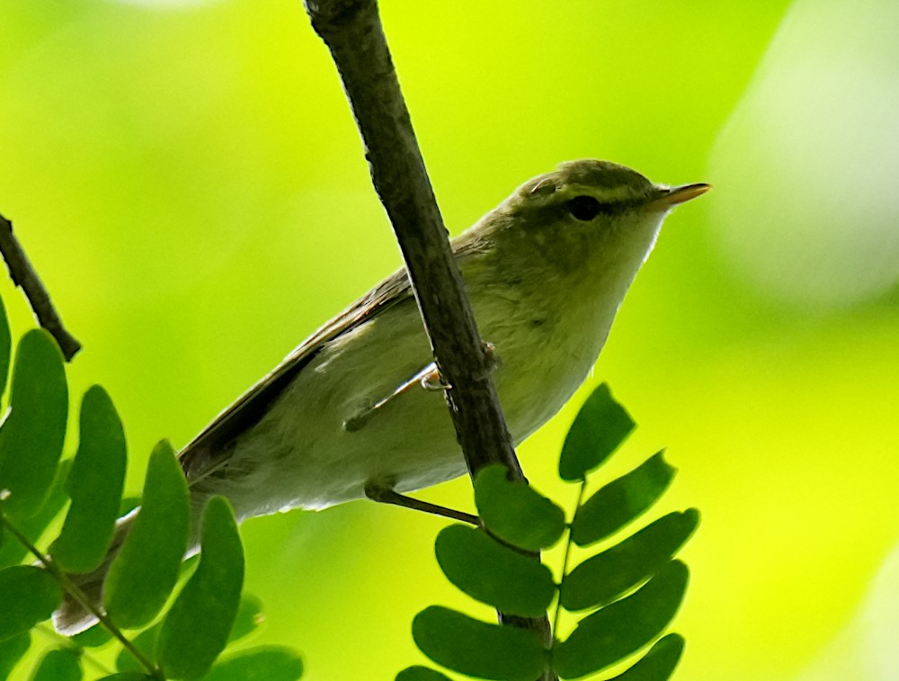 Pouillot du Caucase - ML647502276