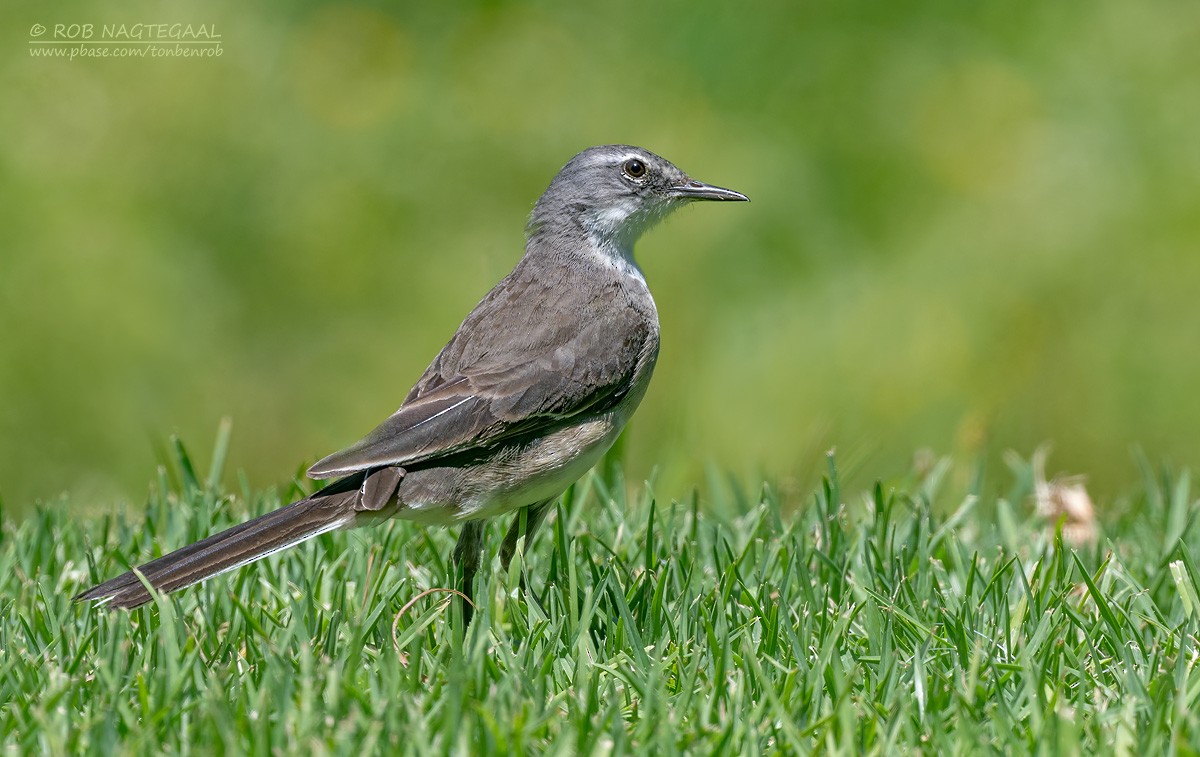 Bergeronnette du Cap - ML647502278