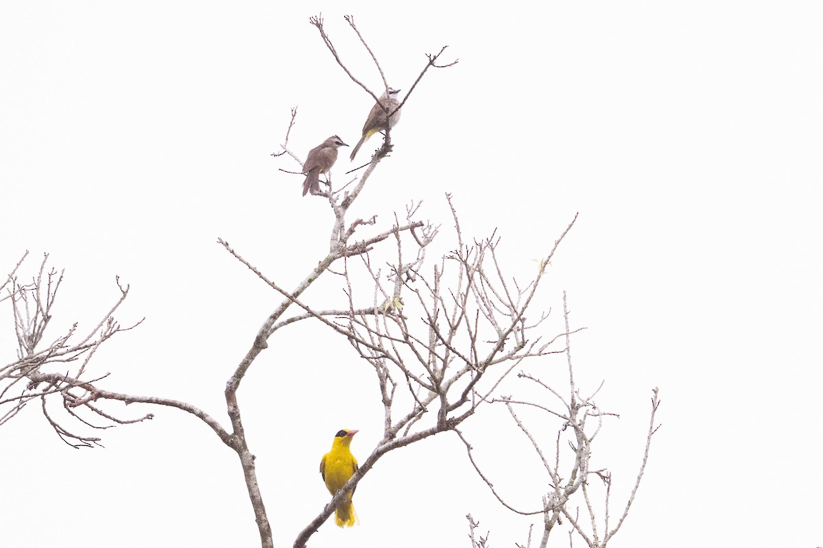 Bulbul goiavier - ML647502281