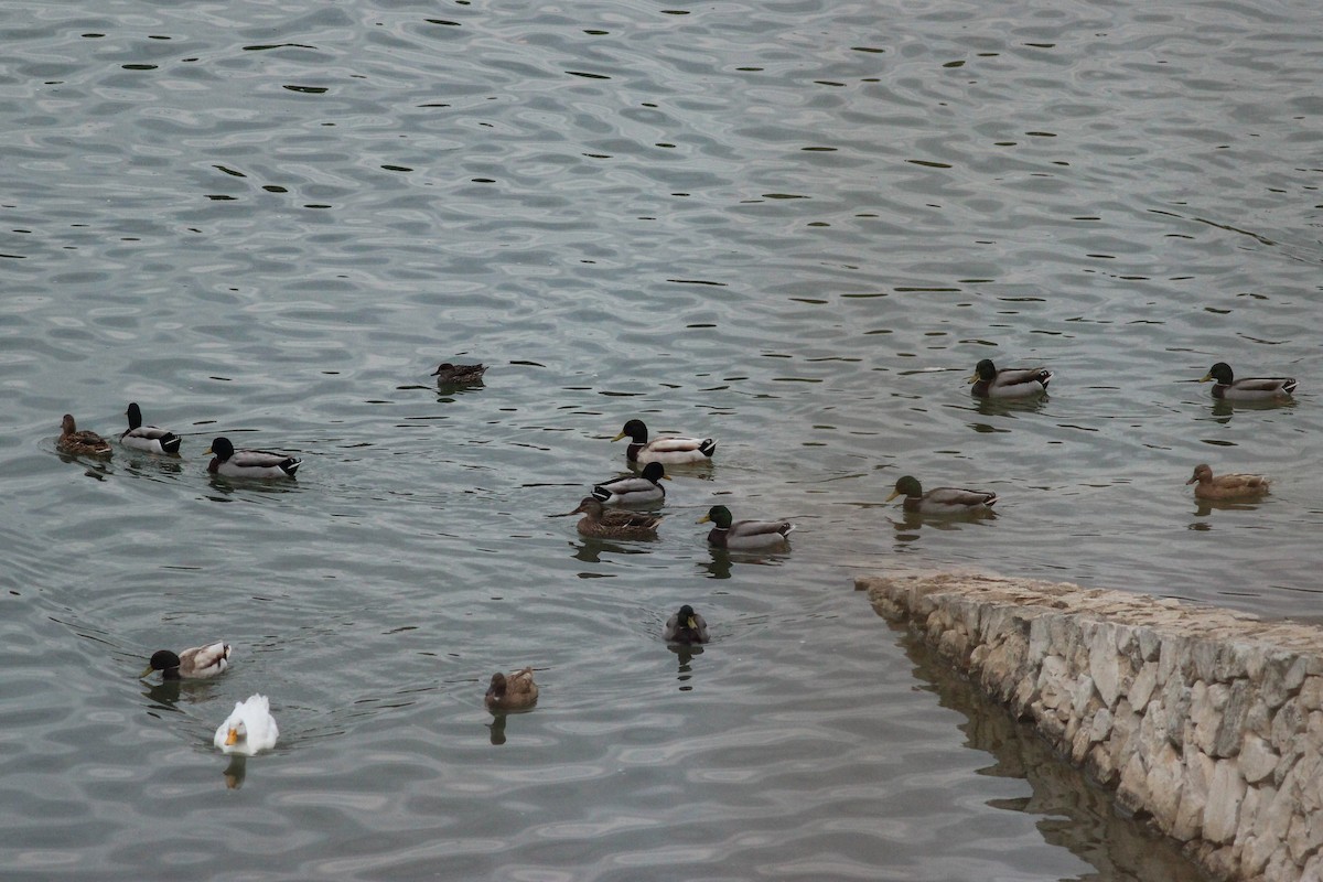 Canard colvert (forme domestique) - ML647502283