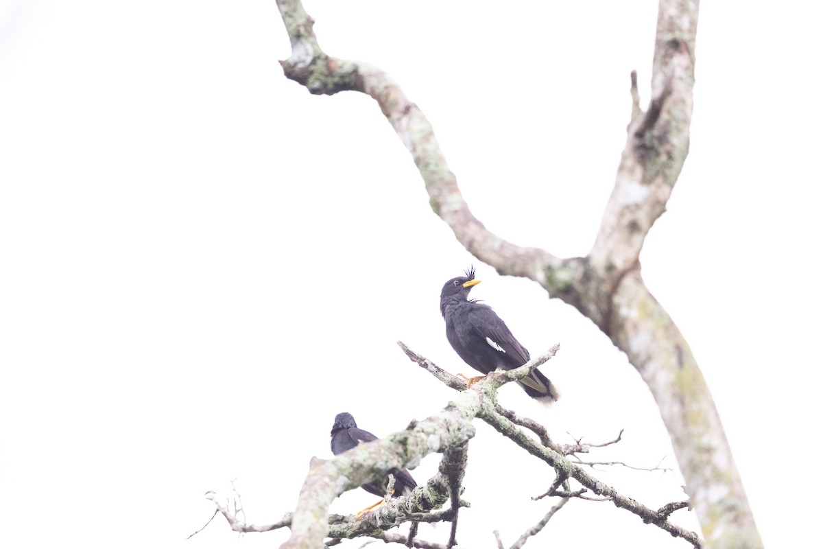 Grand Martin - ML647502284