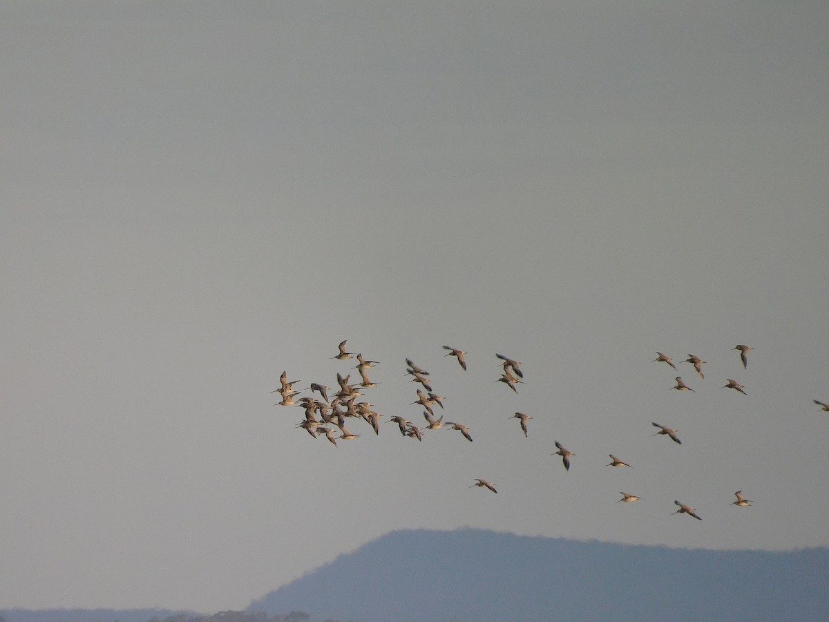 Barge rousse - ML647502286