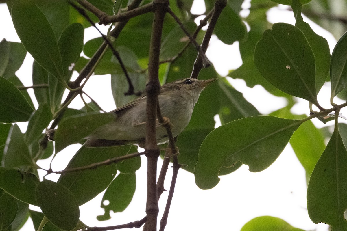 Pouillot boréal - ML647502287