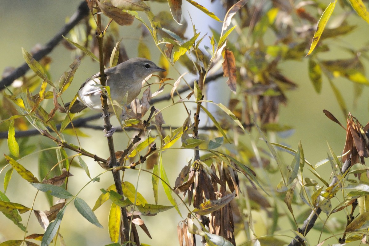 Fauvette des jardins - ML647502288