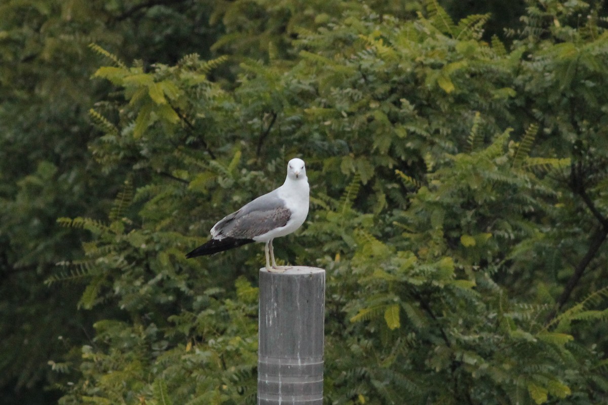 Goéland leucophée - ML647502289