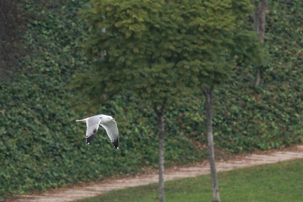 Goéland leucophée - ML647502290