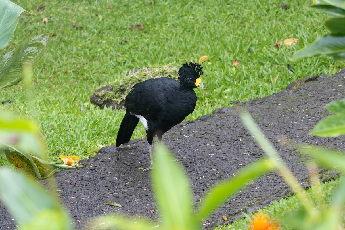 Grand Hocco - ML647502291