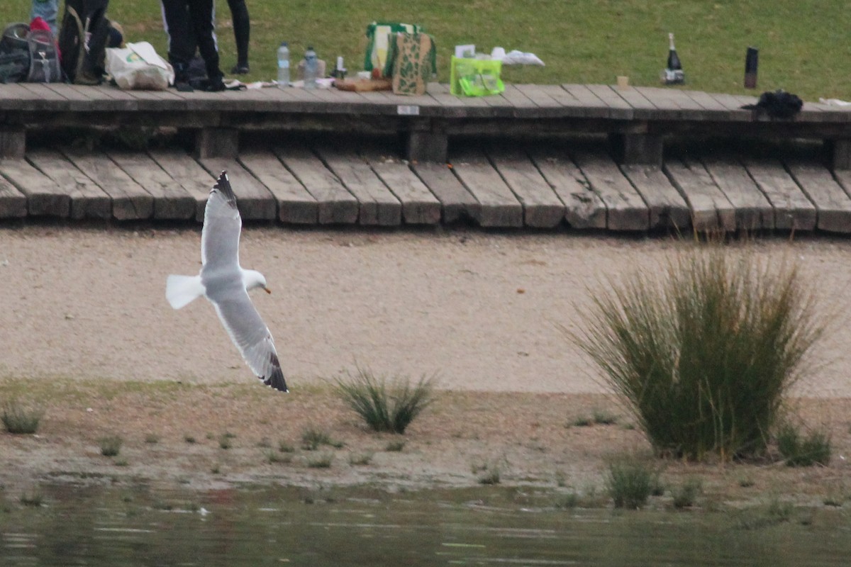 Goéland leucophée - ML647502292