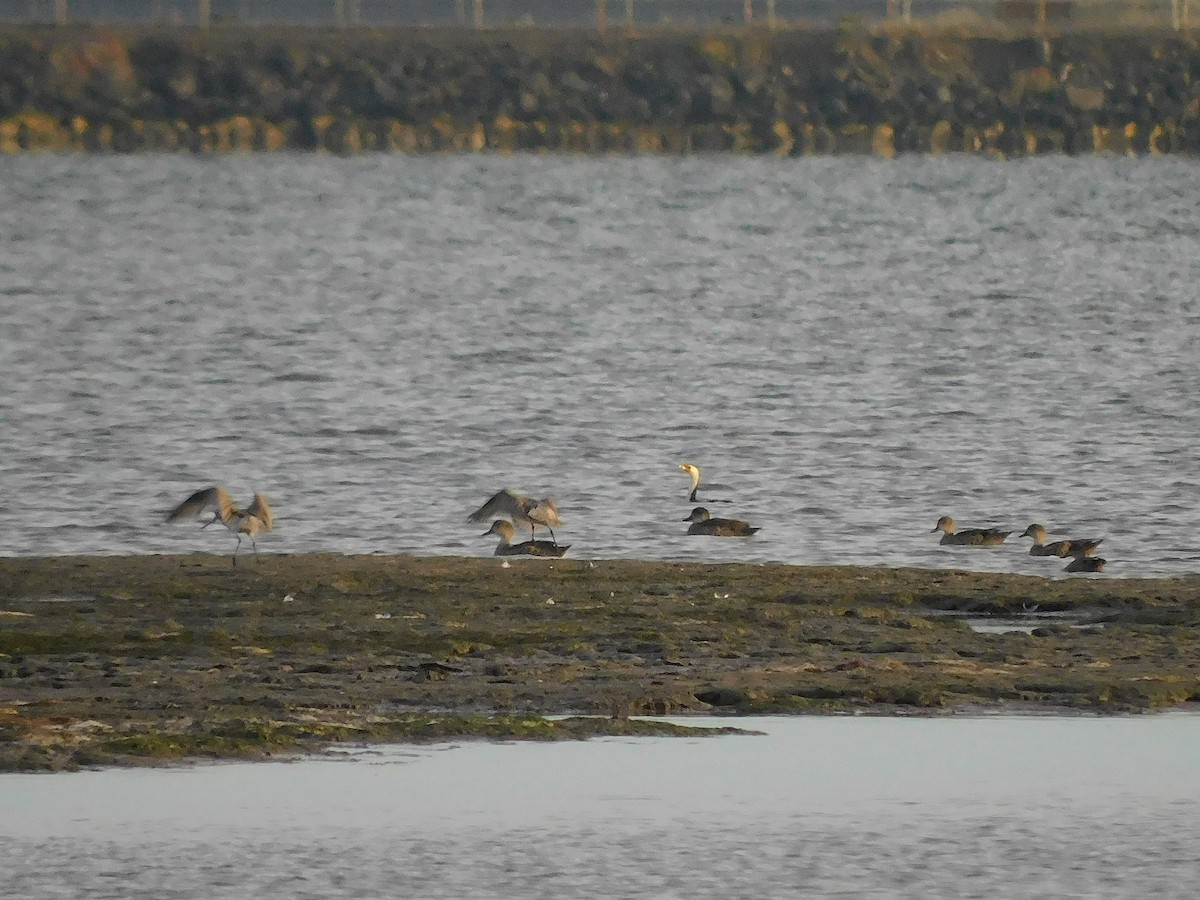 Cormoran pie - ML647502294