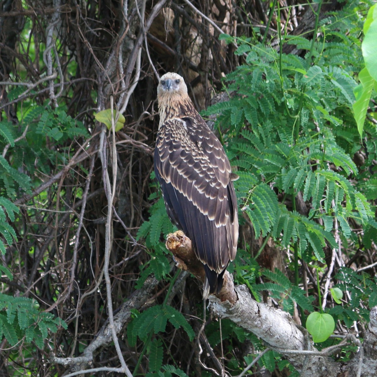 Pygargue de Madagascar - ML647502297