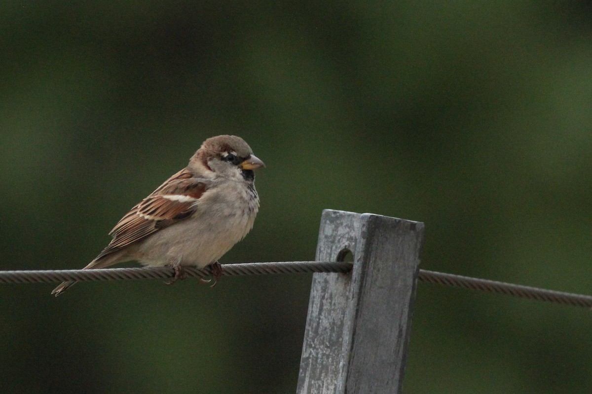 Moineau domestique - ML647502298
