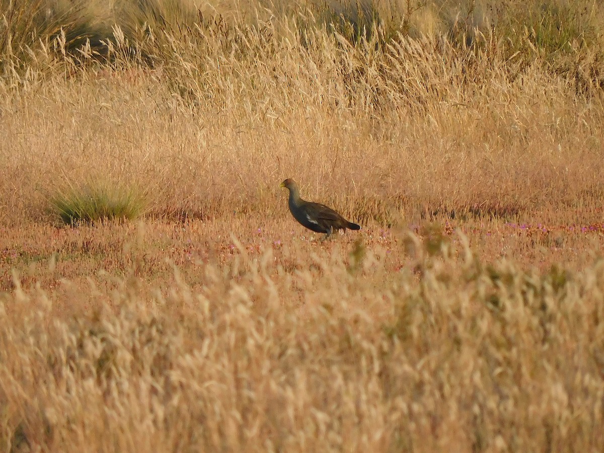 Tasmanian Nativehen - ML647502310
