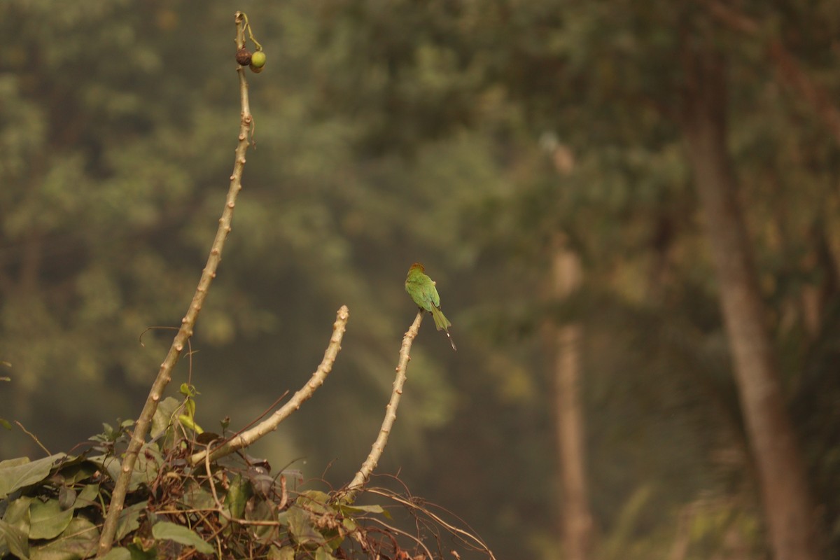 Asian Green Bee-eater - ML647502317