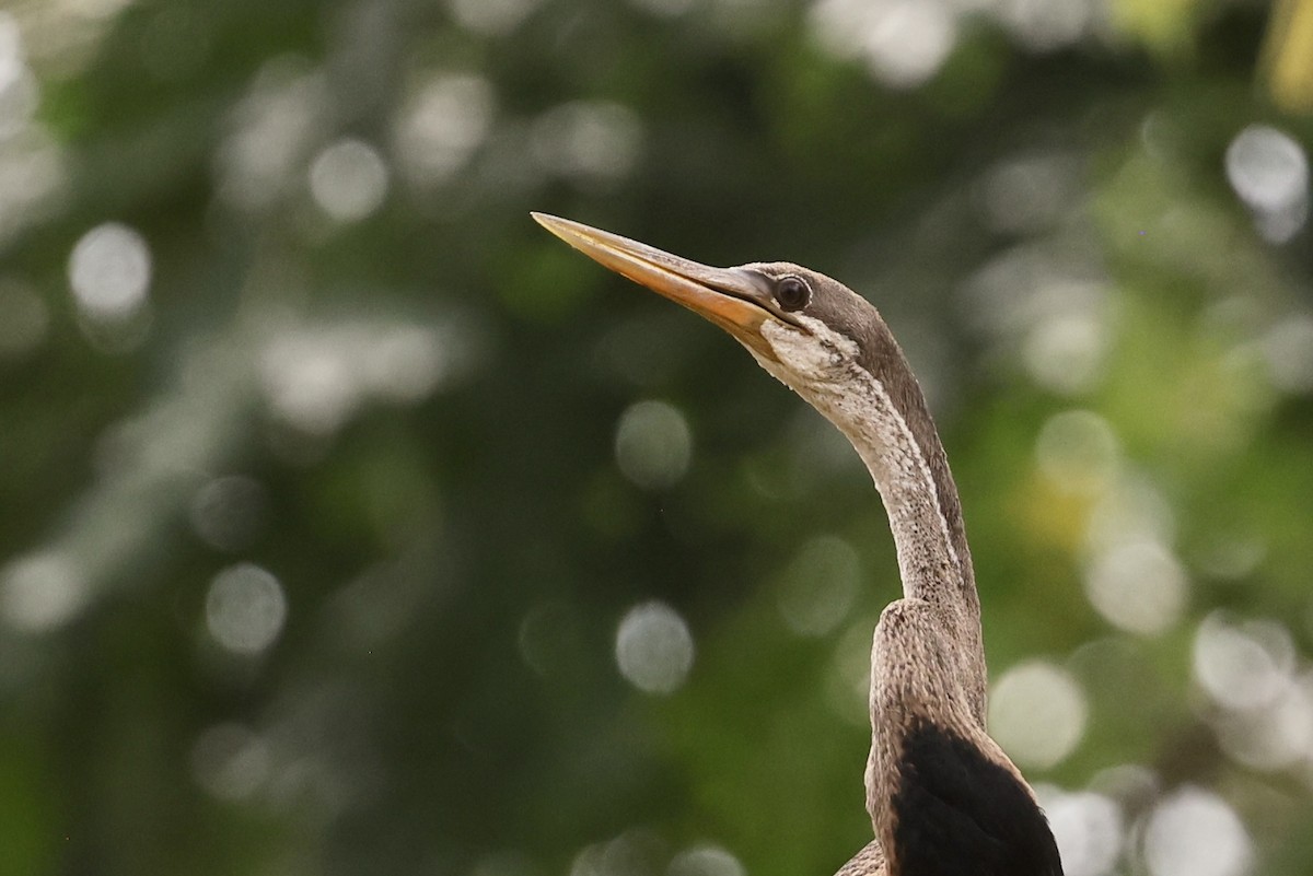 Oriental Darter - ML647502319
