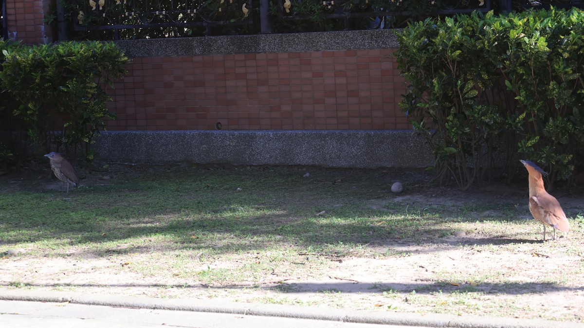 黑冠麻鷺 - ML647502321