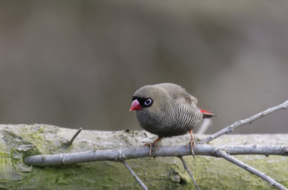 Beautiful Firetail - ML647502322